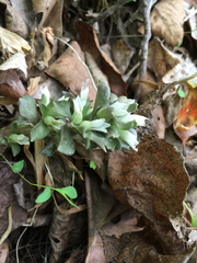 Obolaria virginica