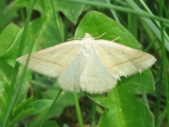 Petrophora chlorosata