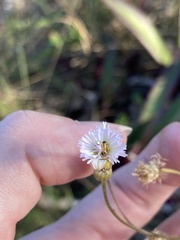 Erigeron