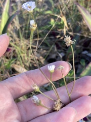 Erigeron
