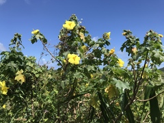 Hibiscus brackenridgei