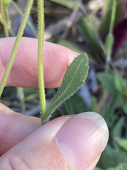Erigeron