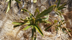 Eriodictyon trichocalyx