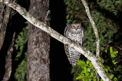 Powerful Owl photo 2