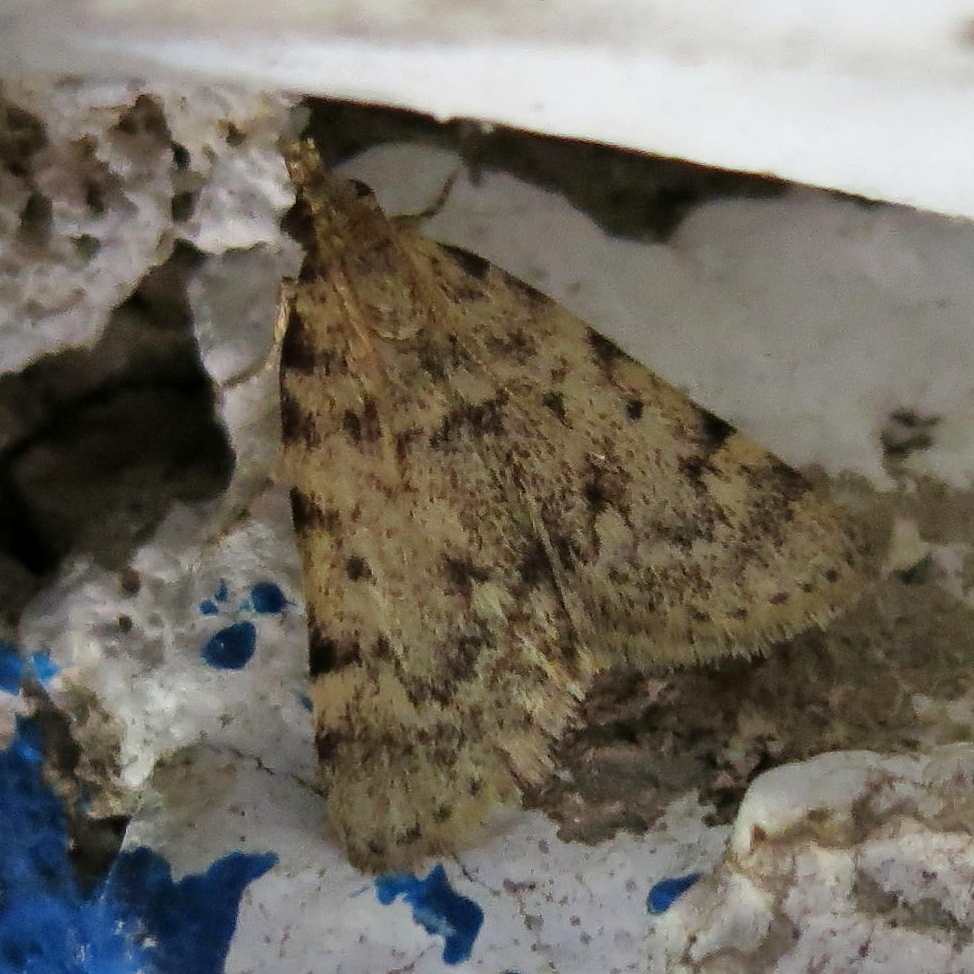 Aglossa mayrae