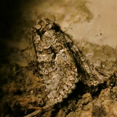 Dryobotodes monochroma