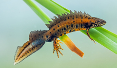 Danube Crested Newt photo 2
