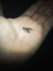 Euastacus urospinosus