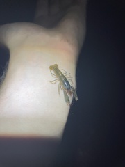 Euastacus urospinosus