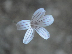 Petrorhagia grandiflora