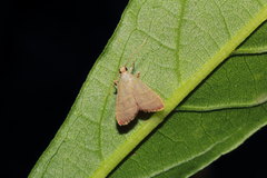 Parachma ochracealis