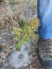 Quercus minima