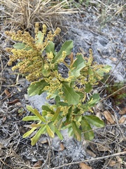 Quercus minima