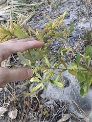 Quercus minima