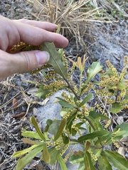 Quercus minima