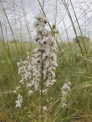 Delphinium wootonii