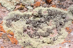 Lecanora argopholis
