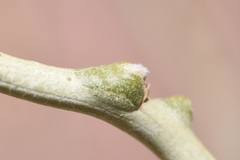 Rhopalomyia chrysothamni
