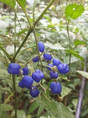 Palicourea cyanococca