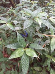 Palicourea cyanococca