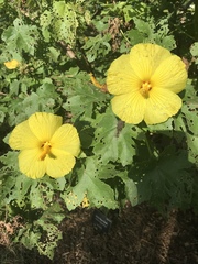 Hibiscus brackenridgei
