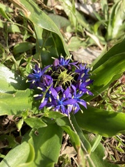 Scilla peruviana