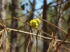 Exobasidium symploci