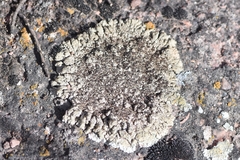 Lobothallia alphoplaca