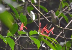 Stephanoxis loddigesii