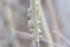 Rhopalomyia chrysothamni