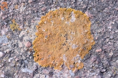Xanthomendoza trachyphylla