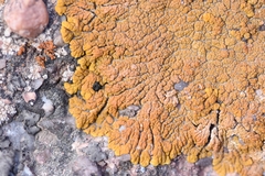 Xanthomendoza trachyphylla