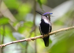 Stephanoxis loddigesii