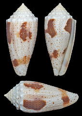 Conus varius
