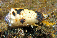 Conus varius