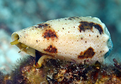 Conus varius
