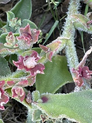 Mesembryanthemum crystallinum