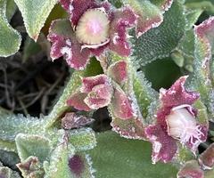 Mesembryanthemum crystallinum