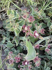 Mesembryanthemum crystallinum