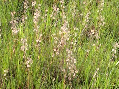Thysanocarpus radians
