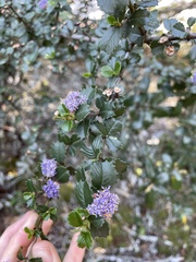 Ceanothus gloriosus exaltatus