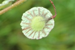 Thysanocarpus radians