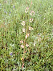 Thysanocarpus radians