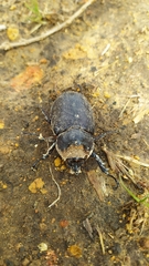 Heterogomphus schoenherri
