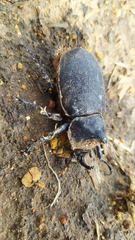 Heterogomphus schoenherri