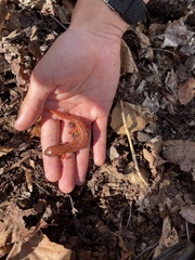 Pseudotriton ruber schencki