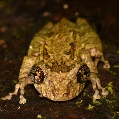 Scinax muriciensis