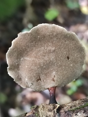 Neodictyopus dictyopus