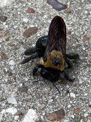 Xylocopa virginica