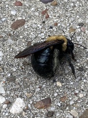 Xylocopa virginica